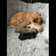 Chihuahua - Both