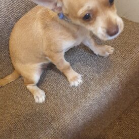 Chihuahua - Bitches