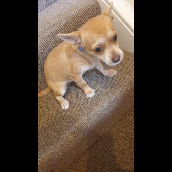 Chihuahua - Bitches