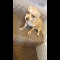 Chihuahua - Bitches