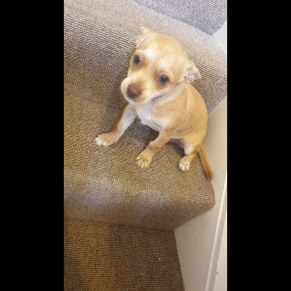 Chihuahua - Bitches