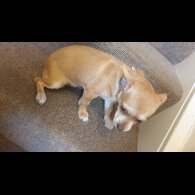 Chihuahua - Bitches