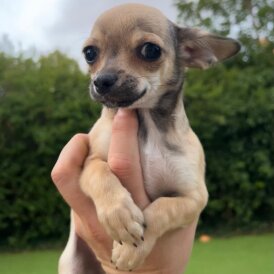 Chihuahua - Dogs