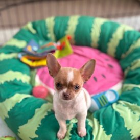 Chihuahua - Bitches