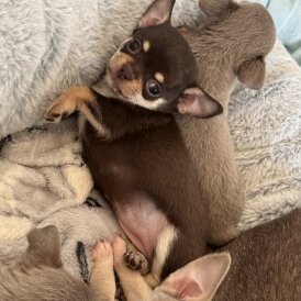 Chihuahua - Both