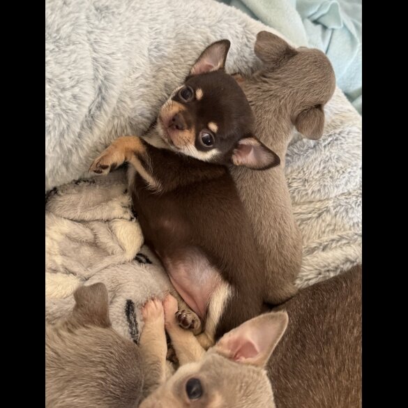 Chihuahua - Both