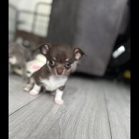 Chihuahua - Both