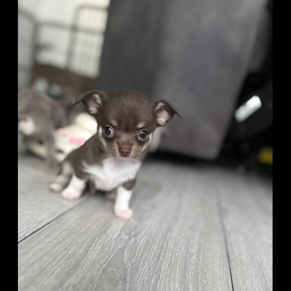 Chihuahua - Both