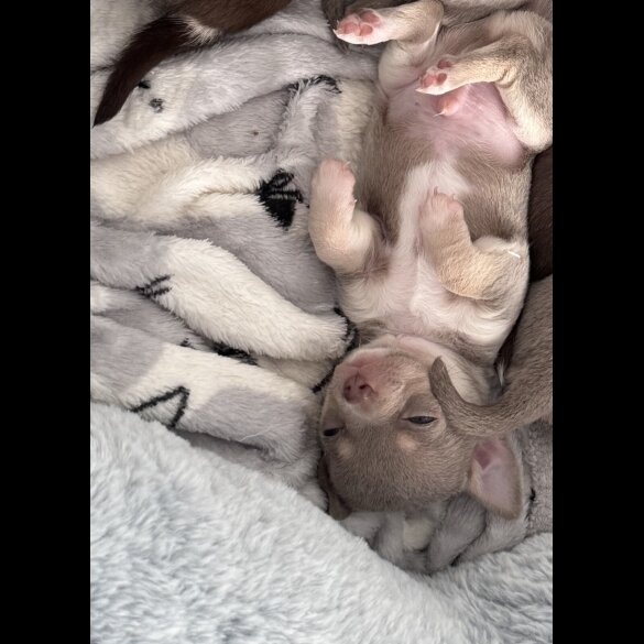 Chihuahua - Both