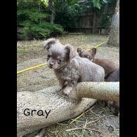 Chihuahua - Both