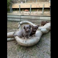 Chihuahua - Both