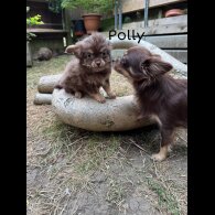 Chihuahua - Both