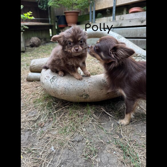 Chihuahua - Both