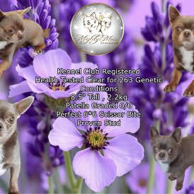 Chihuahua