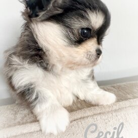 Chihuahua - Both
