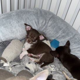 Chihuahua - Both