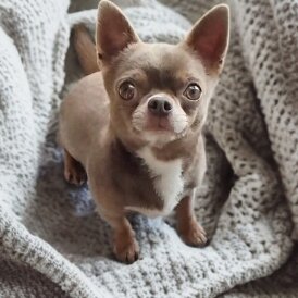 Chihuahua