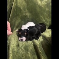 Chinese Crested - Both