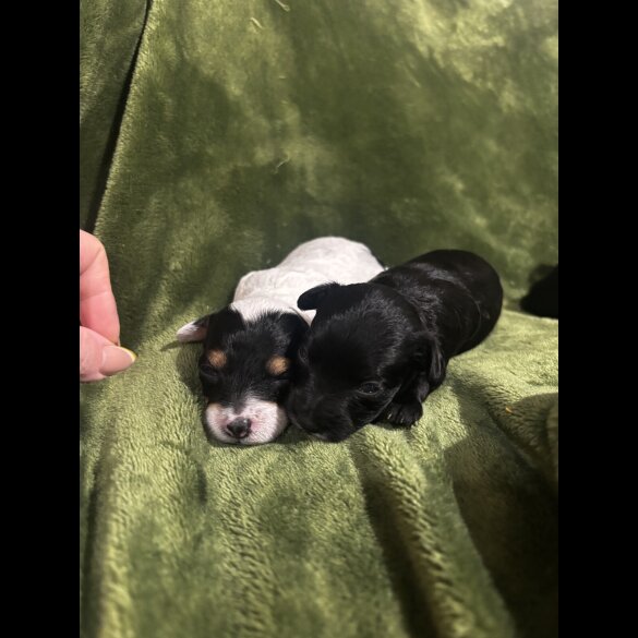 Chinese Crested - Both