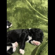 Chinese Crested - Both