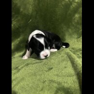 Chinese Crested - Both