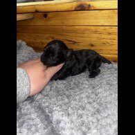 Chinese Crested - Both