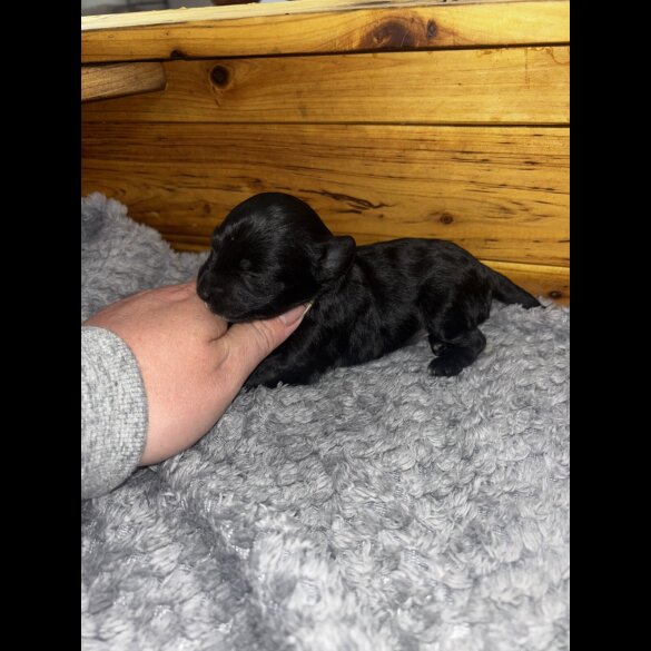 Chinese Crested - Both