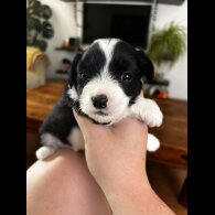 Chinese Crested - Both