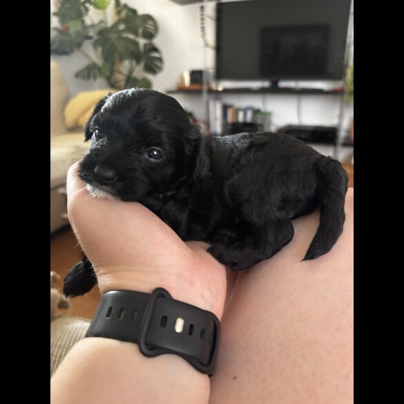 Chinese Crested - Both