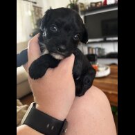 Chinese Crested - Both