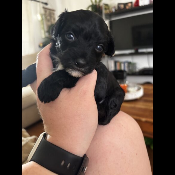 Chinese Crested - Both