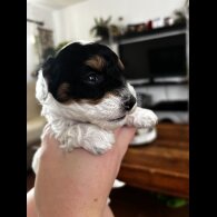 Chinese Crested - Both