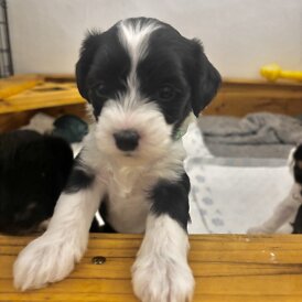 Chinese Crested - Both