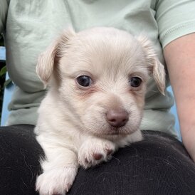 Chiweenie - Both