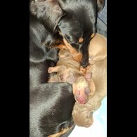 Chiweenie - Both