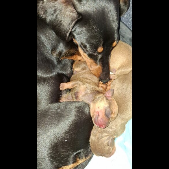 Chiweenie - Both