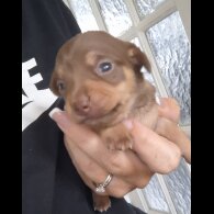 Chiweenie - Both