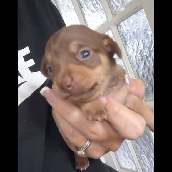 Chiweenie - Both