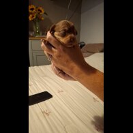 Chiweenie - Both