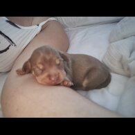 Chiweenie - Both