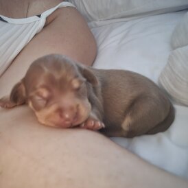 Chiweenie - Both
