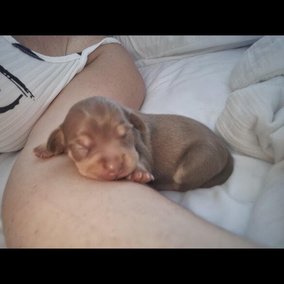 Chiweenie - Both