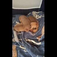 Chiweenie - Both