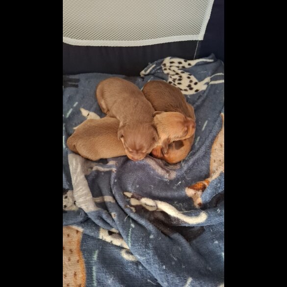 Chiweenie - Both