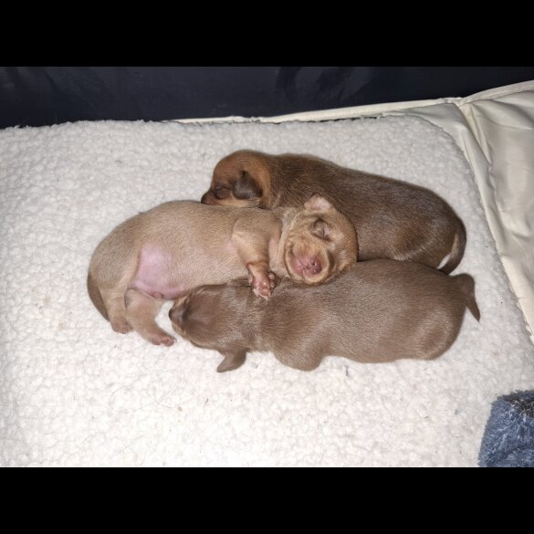 Chiweenie - Both