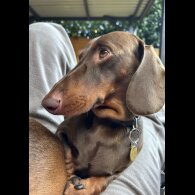 Dachshund (Standard &amp; Miniature)