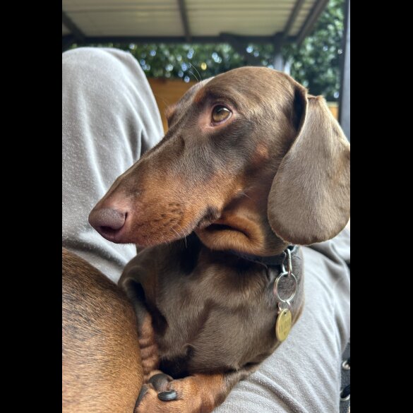 Dachshund (Standard &amp; Miniature)
