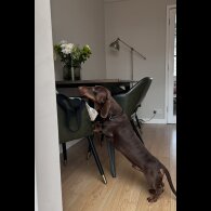 Dachshund (Standard &amp; Miniature)