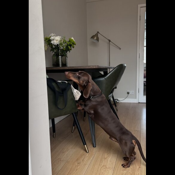Dachshund (Standard &amp; Miniature)