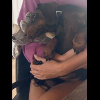 Dachshund (Standard &amp; Miniature)